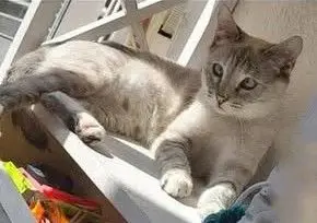 gata lost  Calle Siemens 28902 Getafe Kitty