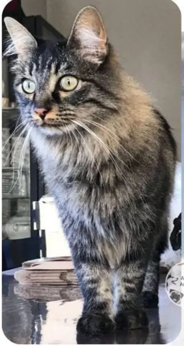 gata lost   28840 Mejorada del Campo Indy