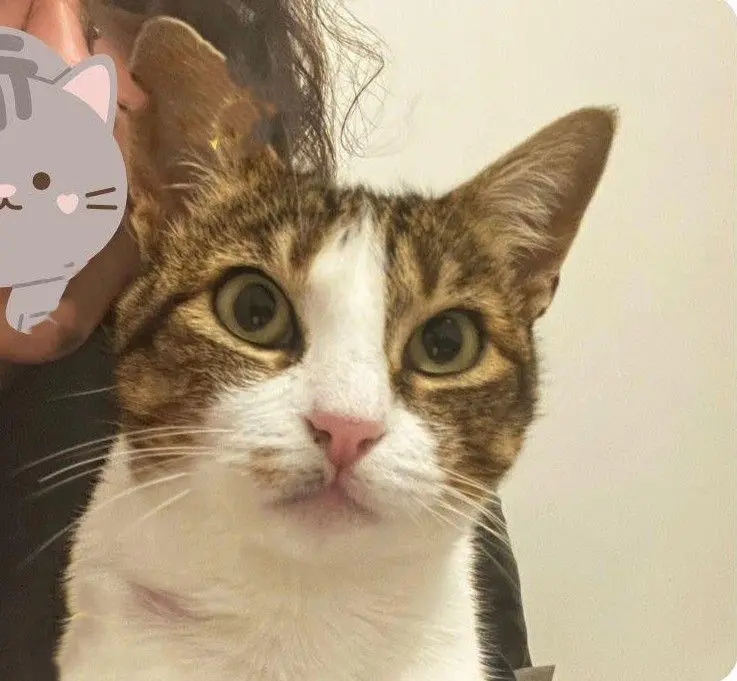 gata lost 8 Avenida de las Palmeras 28350 Ciempozuelos Kitty