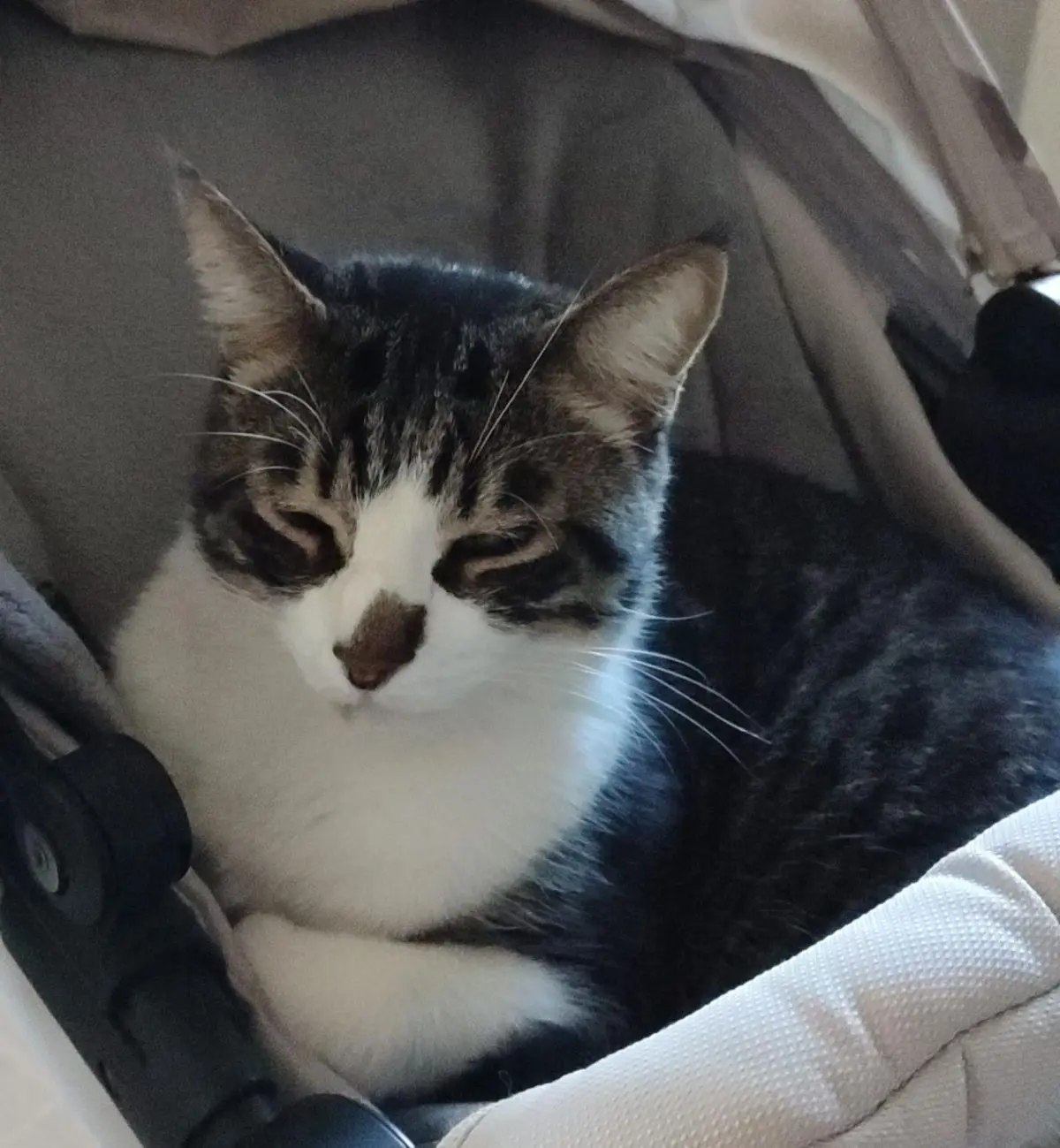gata lost    Alpedrete Loki
