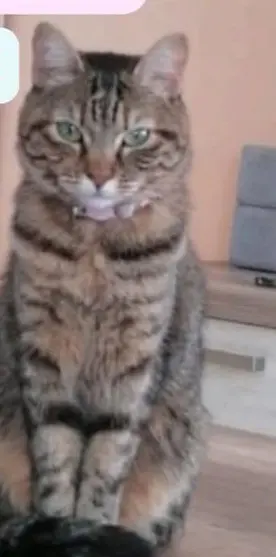 gata lost    Valdemoro Luna