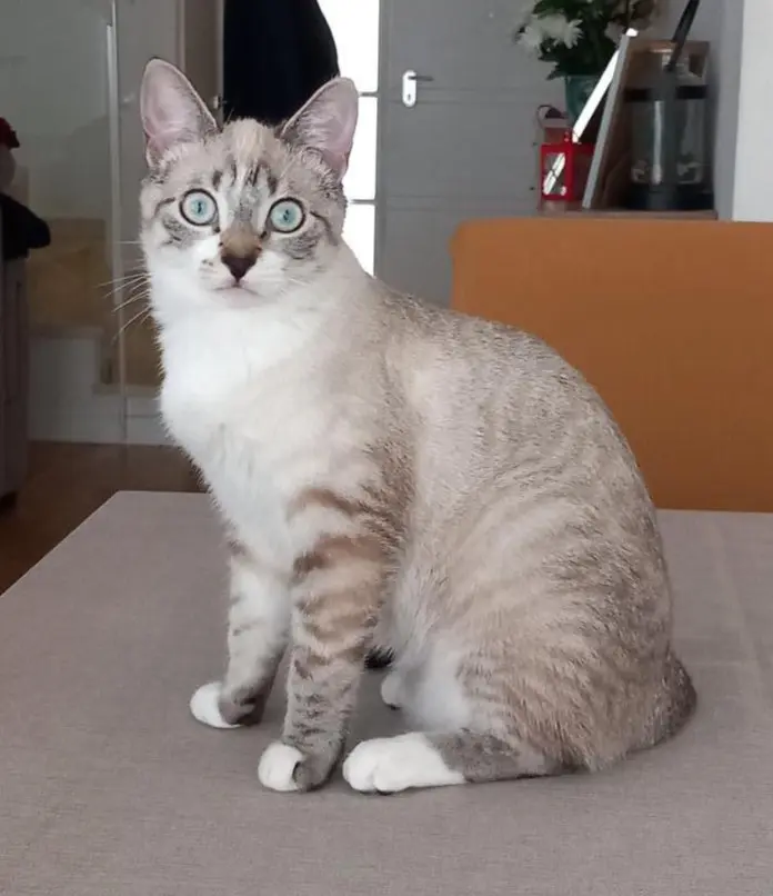 gata lost    Valdemoro Luz