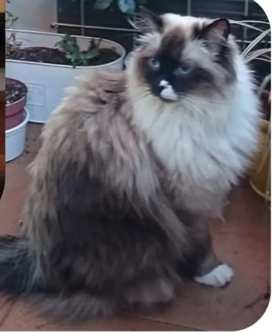 gata lost  Calle Algete 28045 Madrid Blue