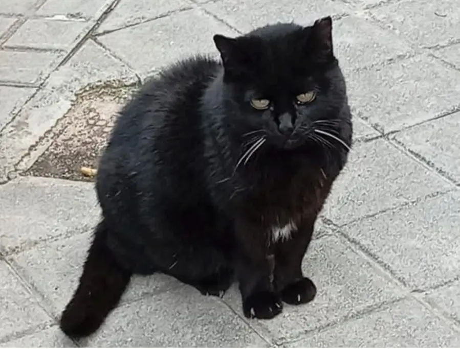 gata lost  Calle Cerro del Castañar 28929 Madrid Clarita