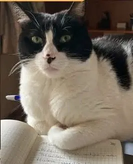 gata lost  Calle del Puerto de Galapagar 28031 Madrid Enya