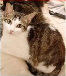 gata lost  Avenida de Carabanchel Alto 28054 Madrid Pitu