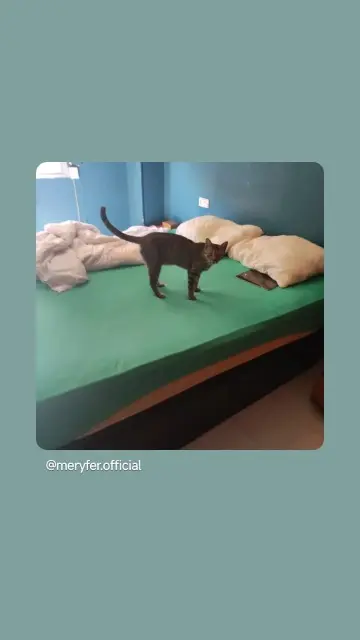 gata lost    Madrid Sagen