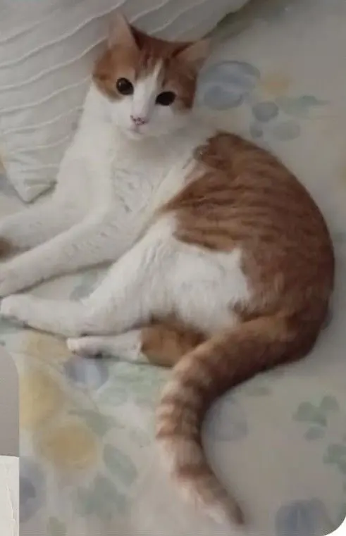 gata lost  Carretera de Fuencarral a Alcobendas 28049 Madrid Trudi