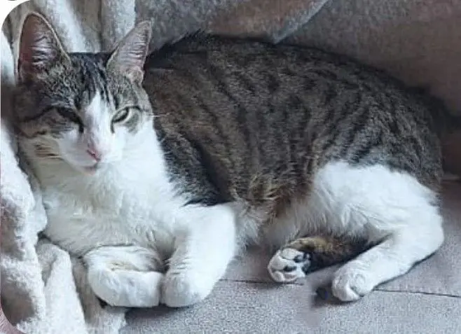 gata lost   28891 Velilla de San Antonio Zowi