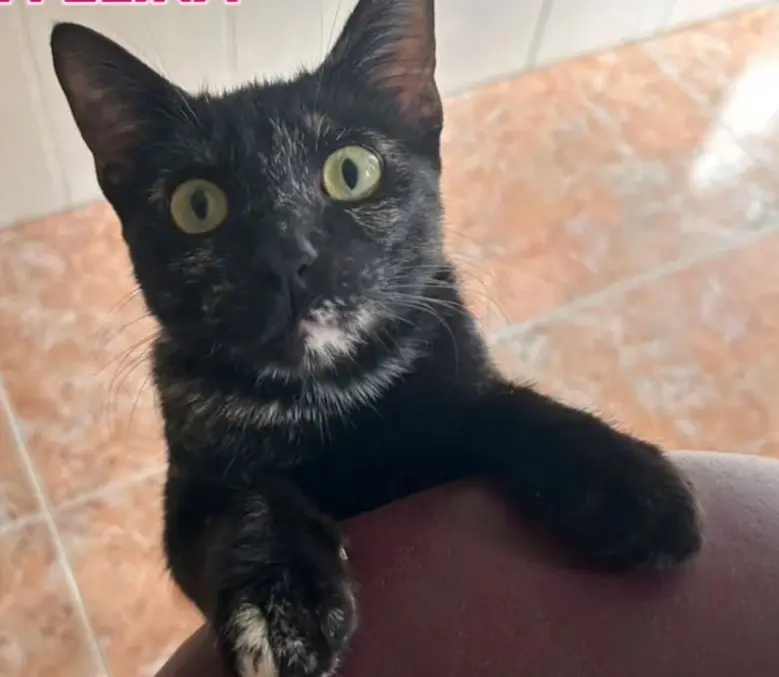 gata lost   30850 Totana Cleo