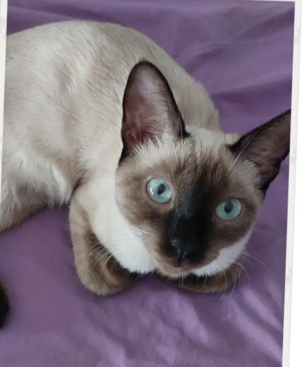 gata lost   30850 Totana Gatita