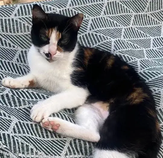 gata lost    Mazarrón Luna
