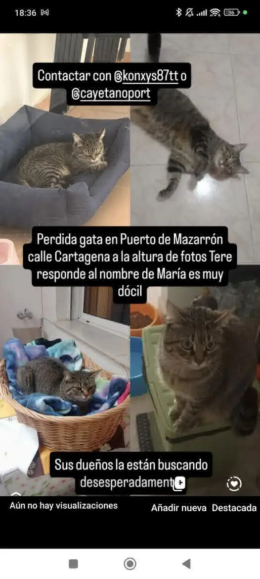gata lost    Mazarrón Maria
