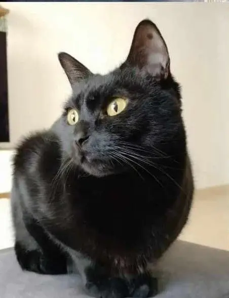 gata lost    Carthagène Bagheera