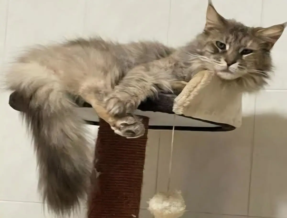 gata lost    Carthagène Gaia