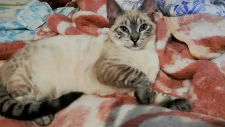 gata lost    Carthagène Pequeña