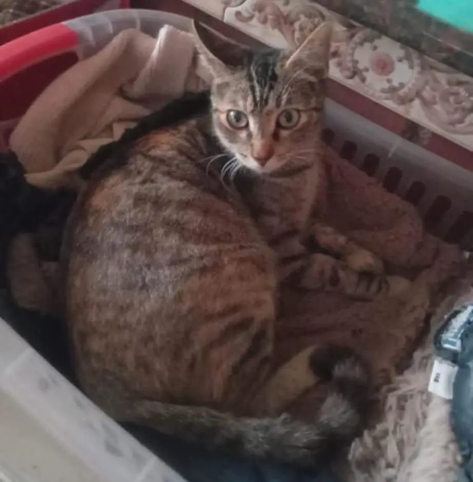 gata lost    San Javier Sere
