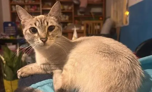 gata lost    Cartagena Muffin