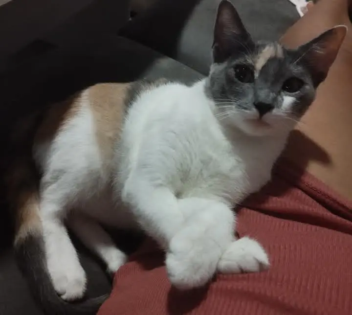 gata lost    Águilas Lia
