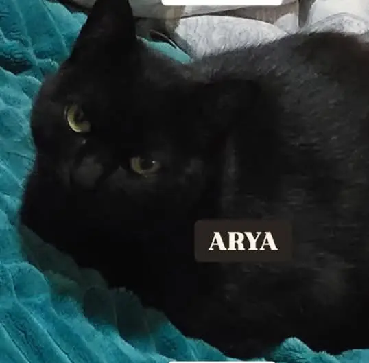 gata lost    Molina de Segura Arya