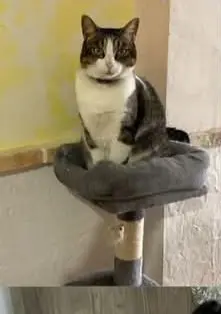 gata lost    Molina de Segura Mati
