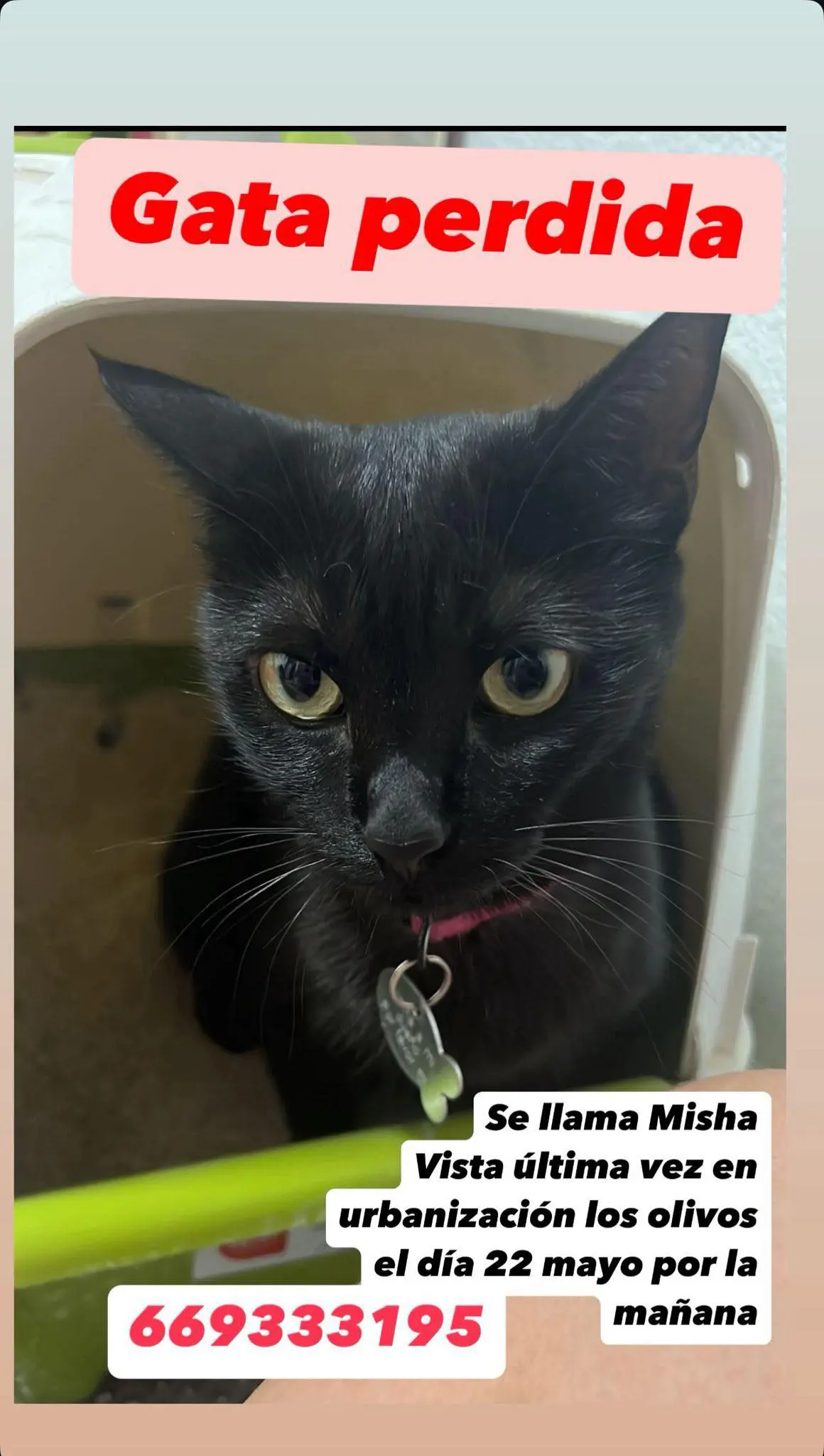 gata lost    Molina de Segura Misha