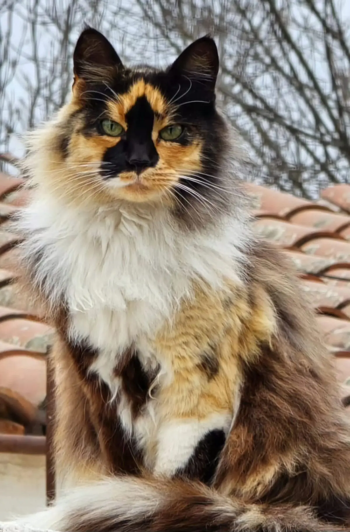 gata lost   30420 Calasparra Nini