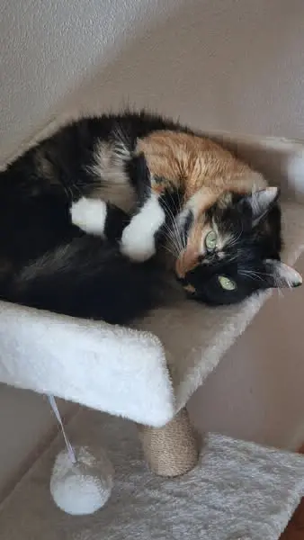 gata lost    Abanilla Lukimi