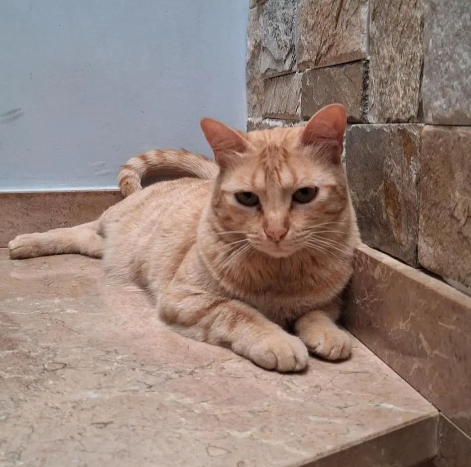 gata lost    Abanilla Mia
