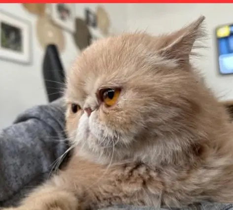 gata lost    Murcie Bimba