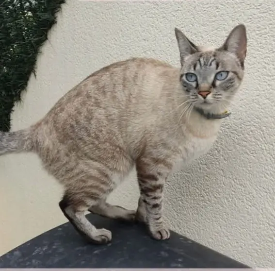 gata lost    Murcie Cleo