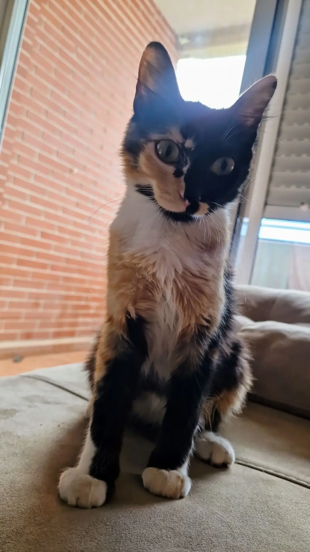 gata lost    Murcie Lukimi (michi)