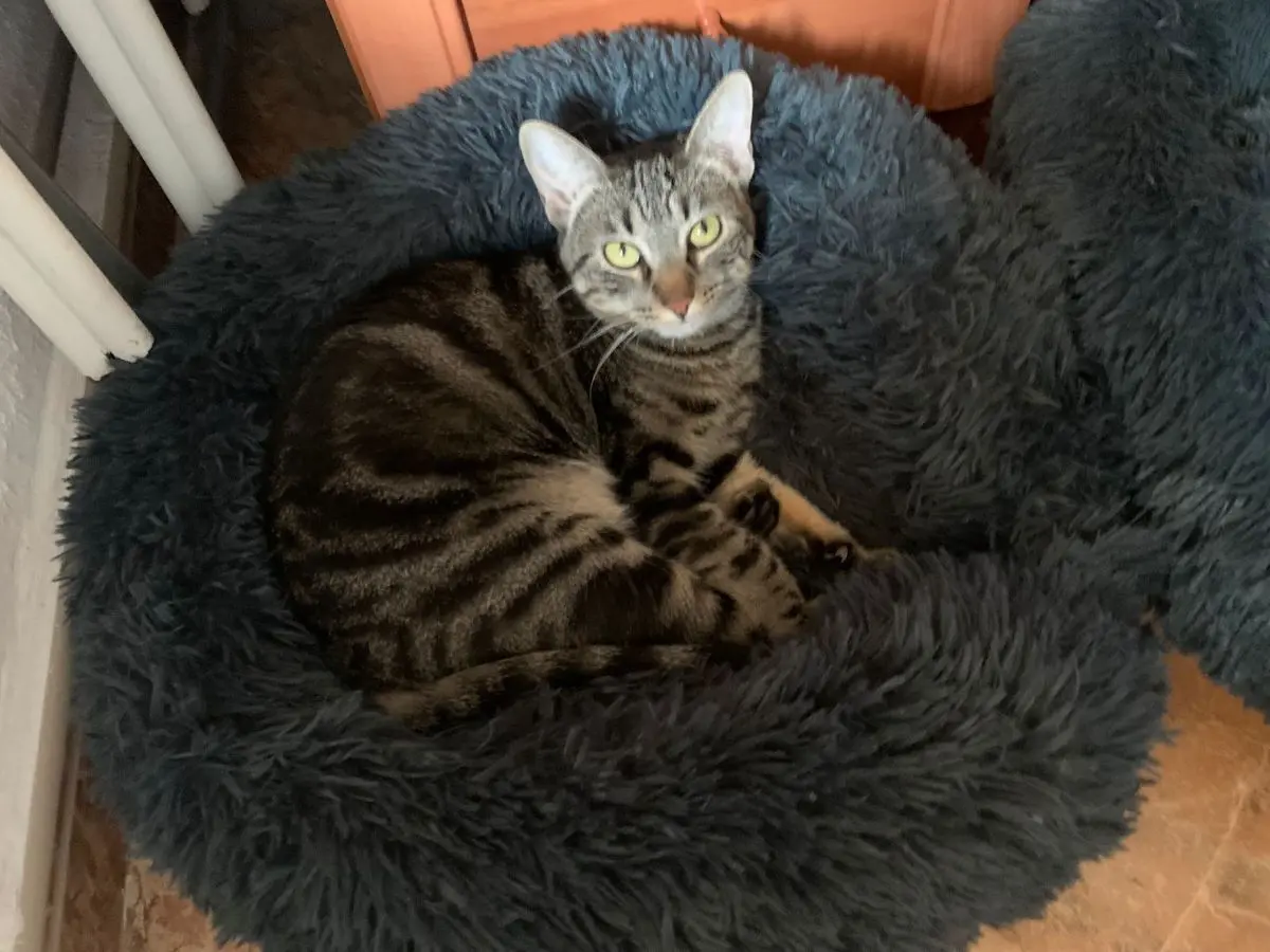 gata lost    Murcie Luna