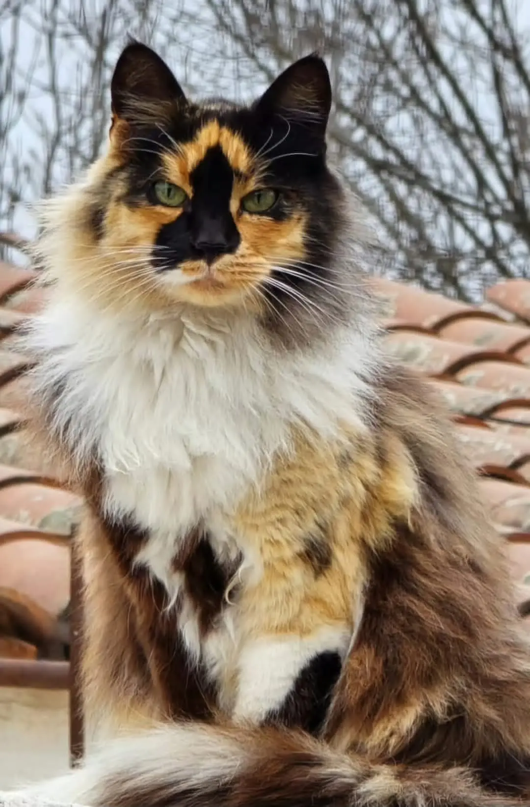 gata lost    Murcie Nini