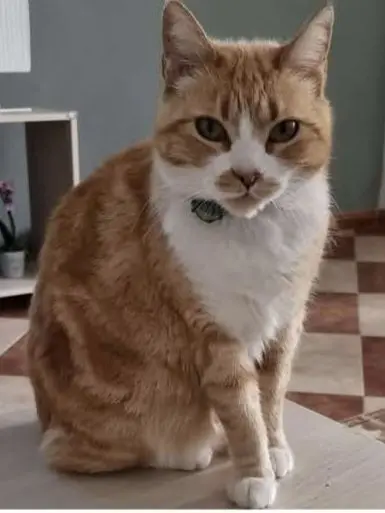 gata lost    Murcie Raki