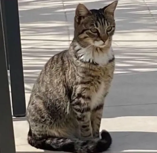gata lost    Murcie Sisi