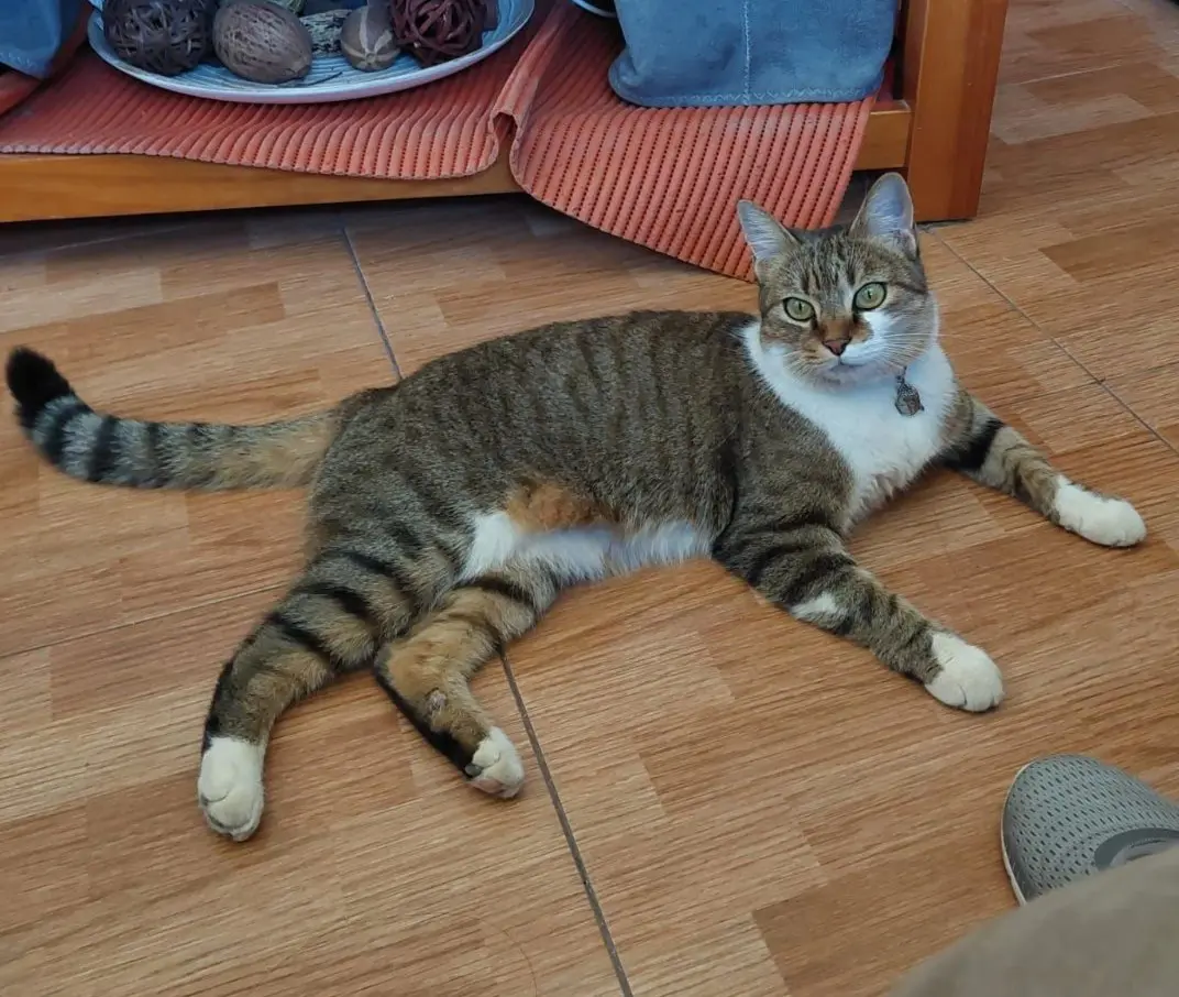 gata lost    Murcie Yogi
