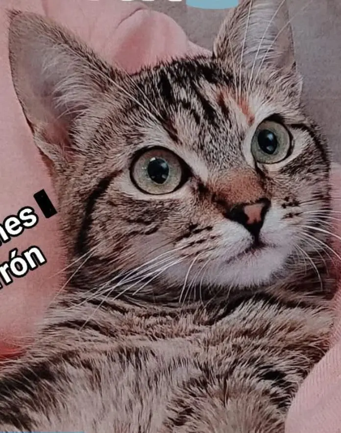 gata lost  LLN-8 33509 Porrúa Chocolatina