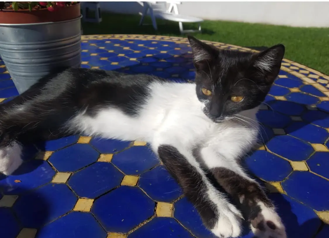 gata lost  Plaza del decano Eduardo Ibaseta 33207 Gijon Bizcochita