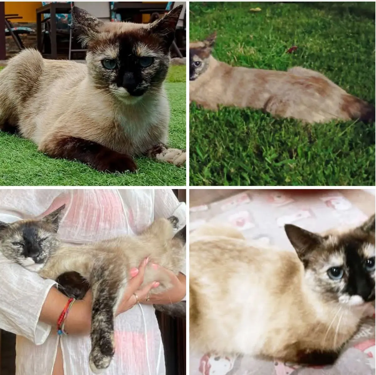 gata lost  Plaza del decano Eduardo Ibaseta 33207 Gijon Mush