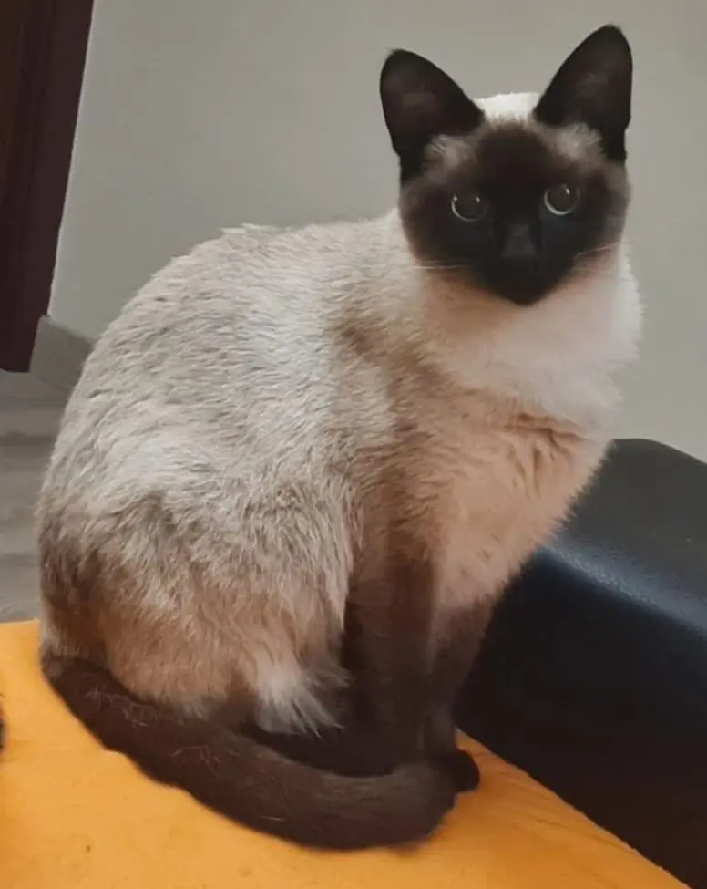gata lost  Plaza del decano Eduardo Ibaseta 33207 Gijon Neko