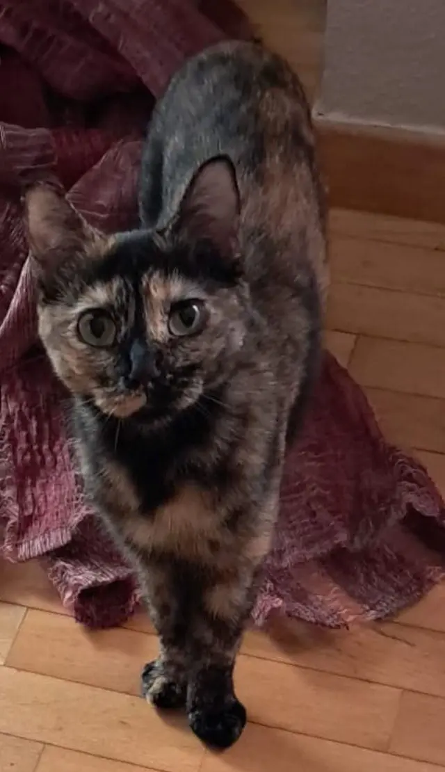gata lost   34240 Baltanás Suri