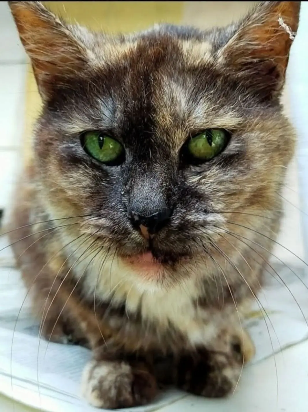 gata lost     Gata
