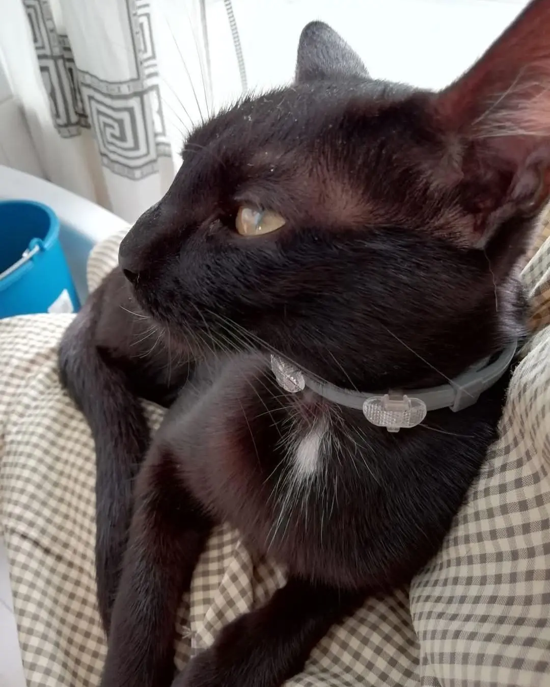 gata lost     Luna