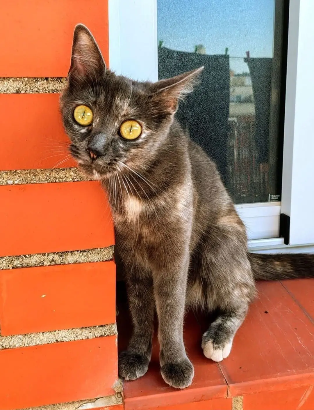 gata lost     Paris