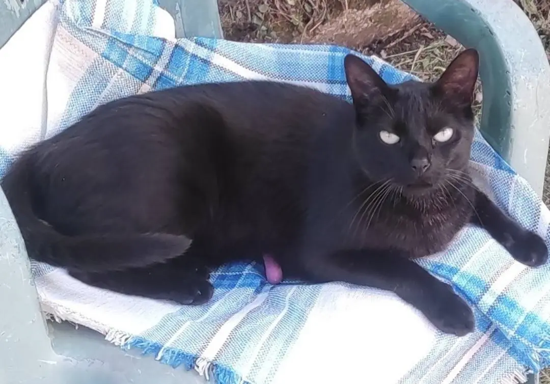 gata lost  Autovía Cantabria - Meseta 39460 Los Corrales de Buelna Keisy