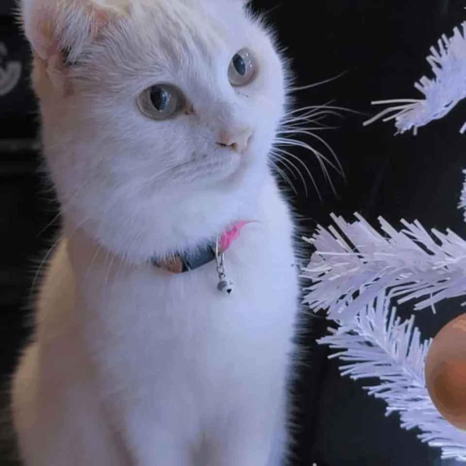 gata lost    Alcalá del Río Nata