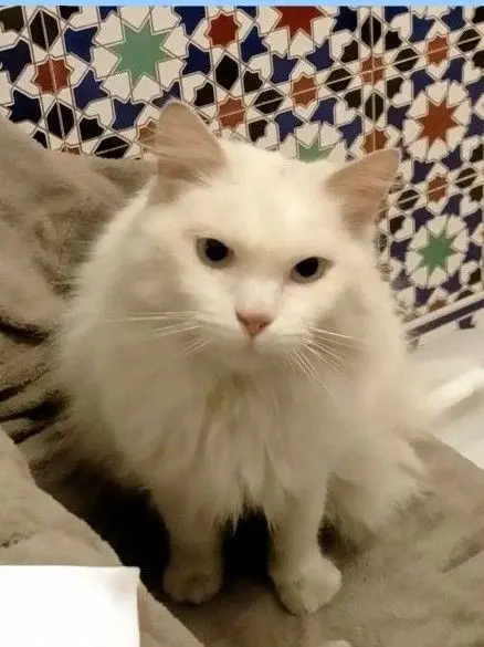 gata lost    Camas No sé