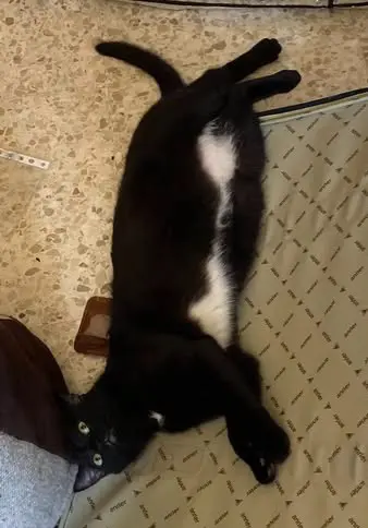 gata lost    Séville Chuchi