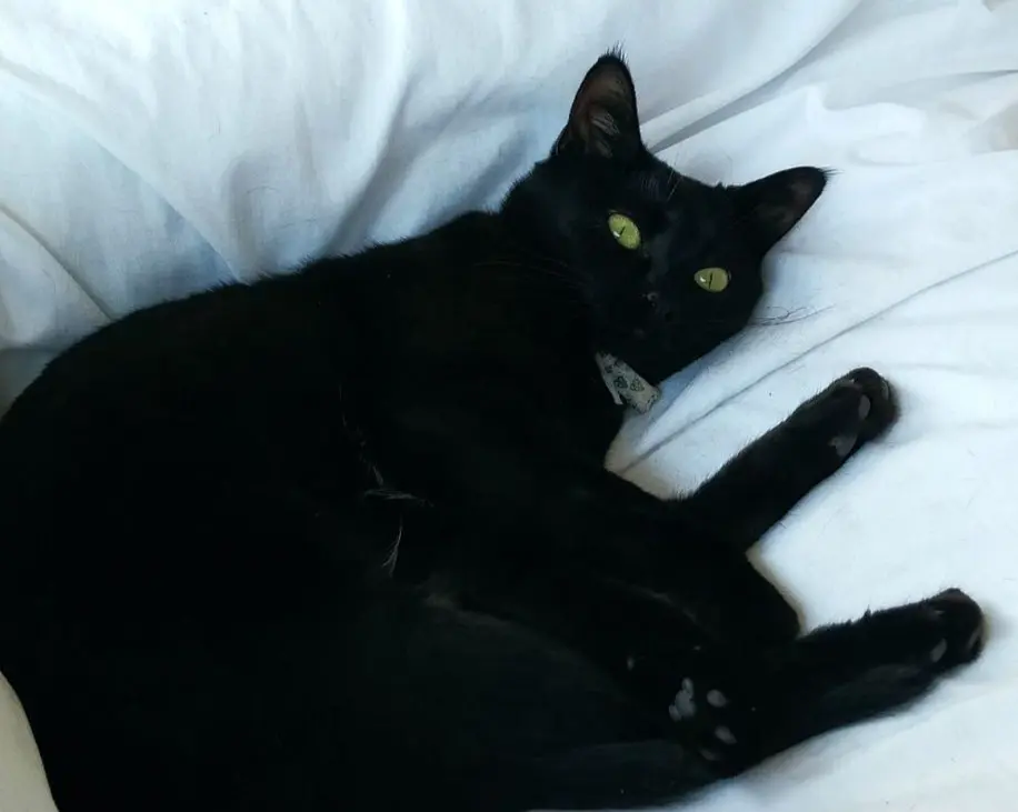 gata lost    Séville Laila